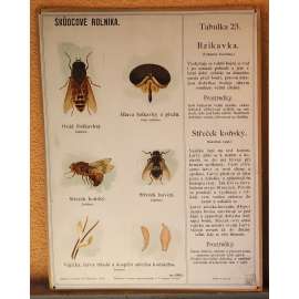 Škůdcové rolníka 23 - přírodopis - školní plakát - Bzikavka - Střeček koňský