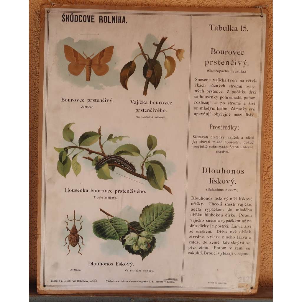 Škůdcové rolníka 15 - přírodopis - školní plakát - Bourovec prstenčivý - Dlouhonos lískový
