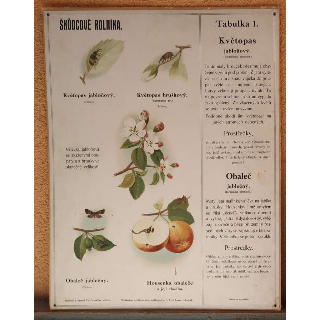 Škůdcové rolníka 1 - přírodopis - školní plakát - Květopas jabloňový - Obaleč jablečný
