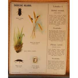 Škůdcové rolníka 4 - přírodopis - školní plakát - Hrbáč osenní - Pilous černý