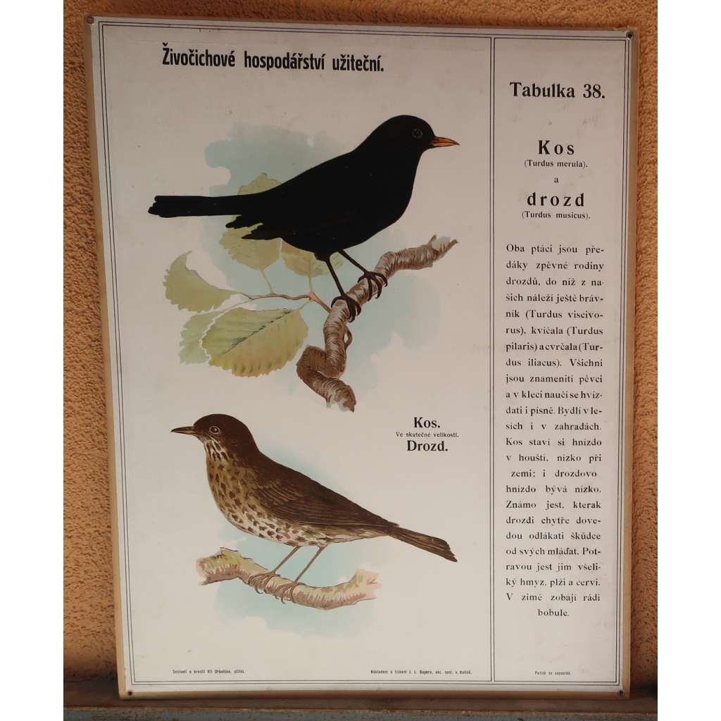 Škůdcové rolníka 38 - přírodopis - ptáci - školní plakát - Kos, drozd