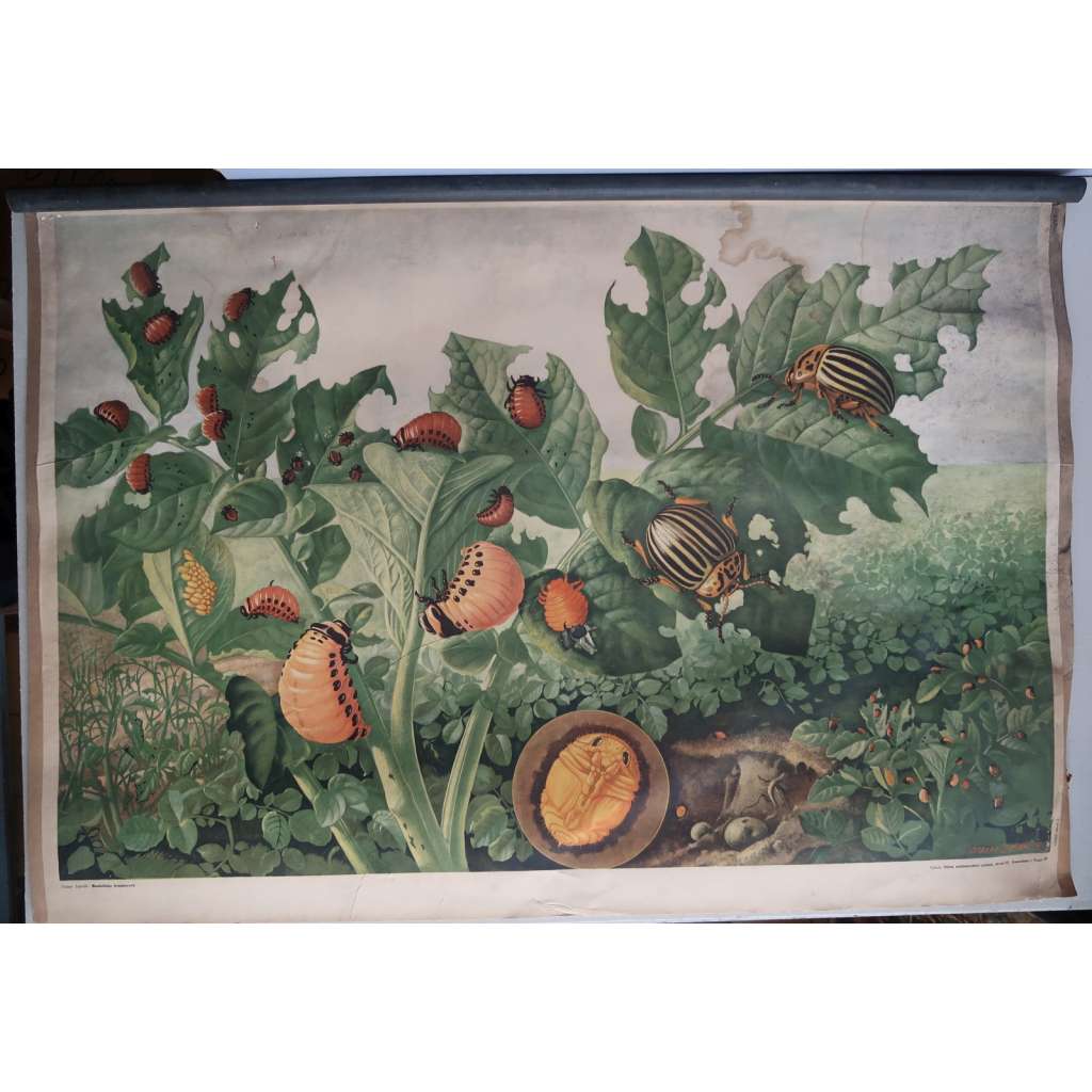 Mandelinka bramborová - přírodopis - školní plakát
