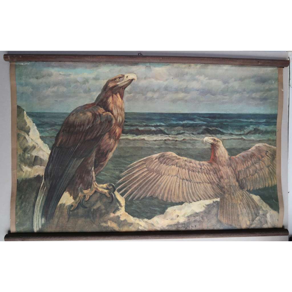 Orel mořský - dravec - ptáci - školní plakát - přírodopis