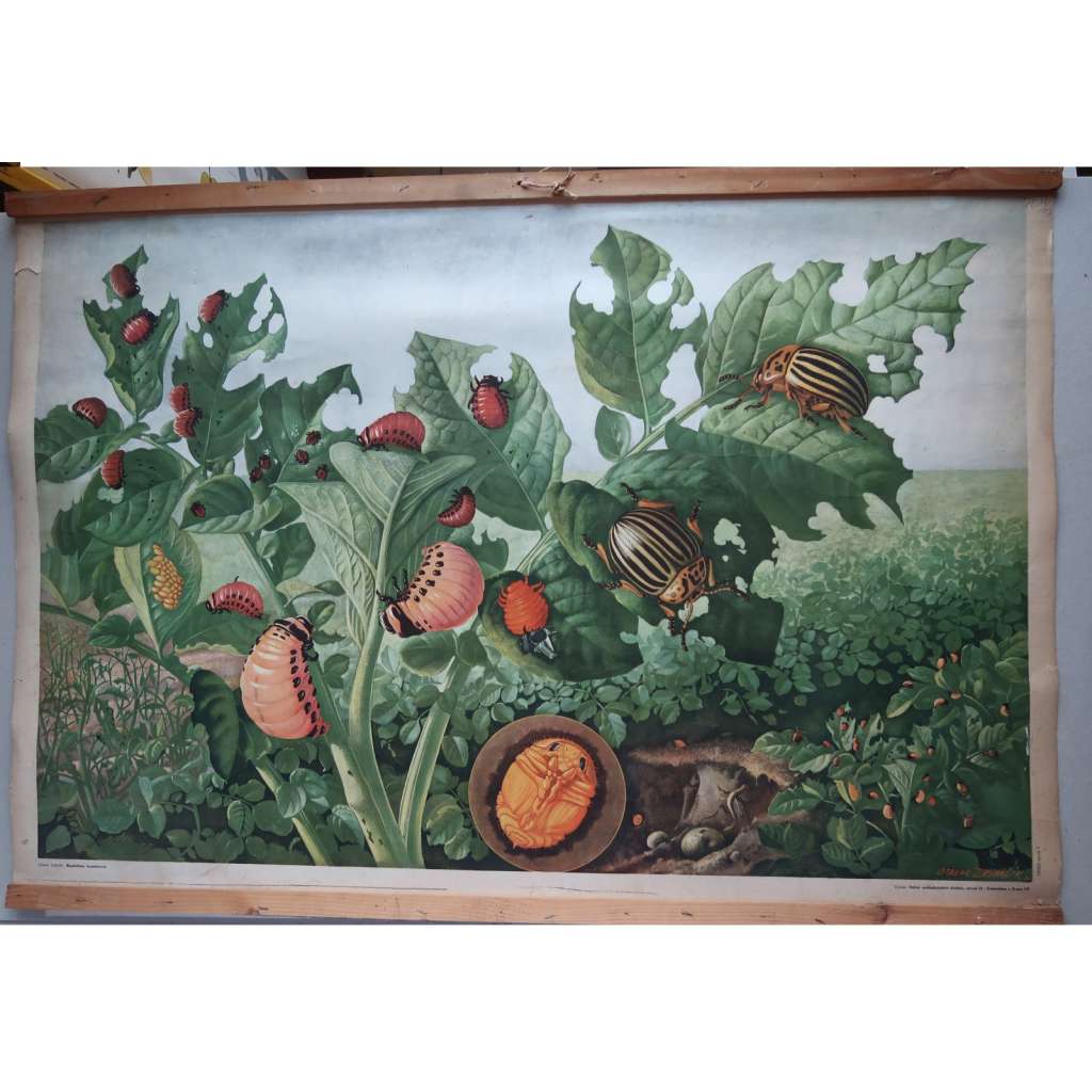 Mandelinka bramborová - přírodopis - školní plakát