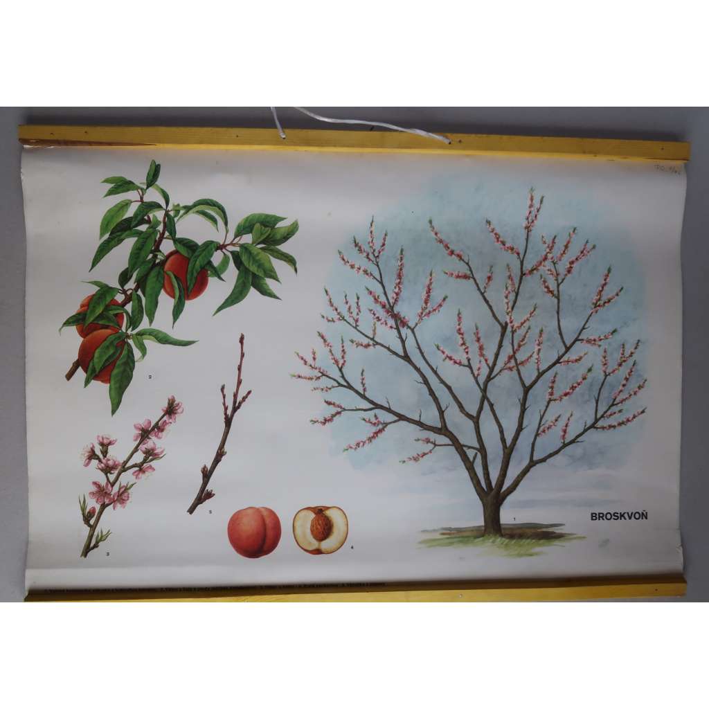 Broskvoň, broskev, strom - přírodopis - školní plakát - výukový obraz