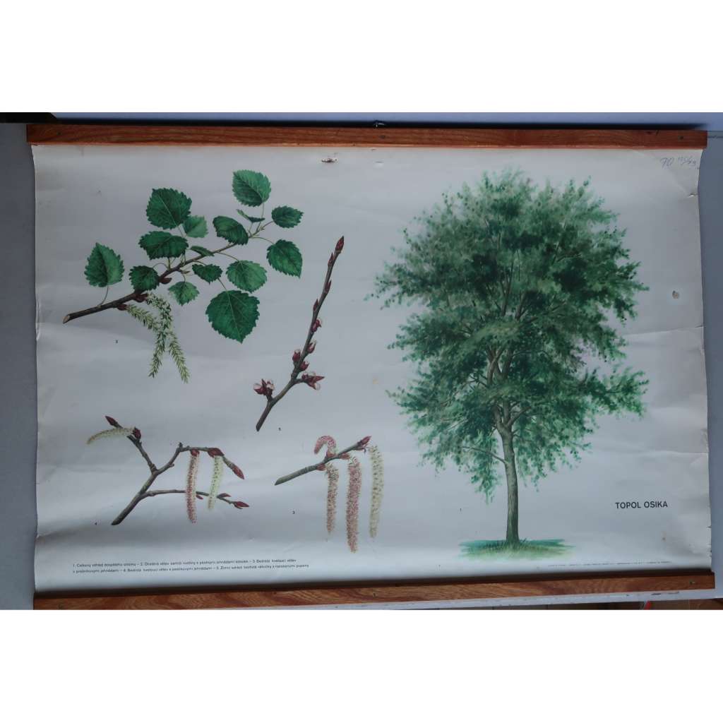 Topol osika - strom - přírodopis - školní plakát - výukový obraz