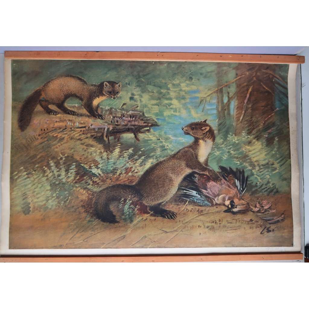 Kuna - živočichové - přírodopis - školní plakát - výukový obraz