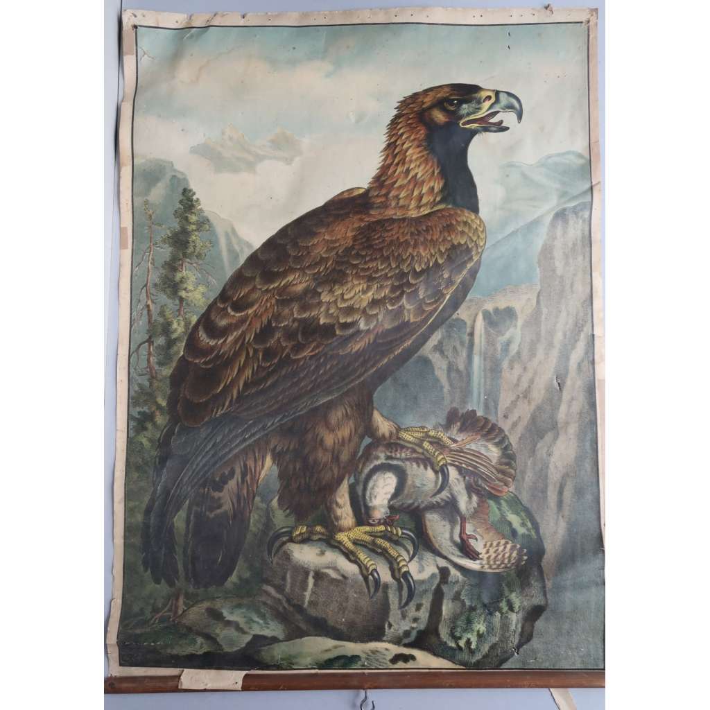 Orel - ptáci - přírodopis - školní plakát - výukový obraz  - Nástěnný obraz zoologický