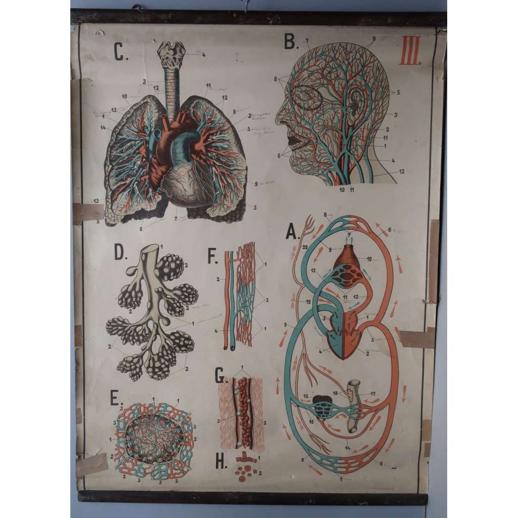 Člověk - oběhová soustava - přírodopis - školní plakát - výukový obraz