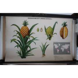 Ananas, ananasovník - strom - přírodopis - školní plakát - výukový obraz