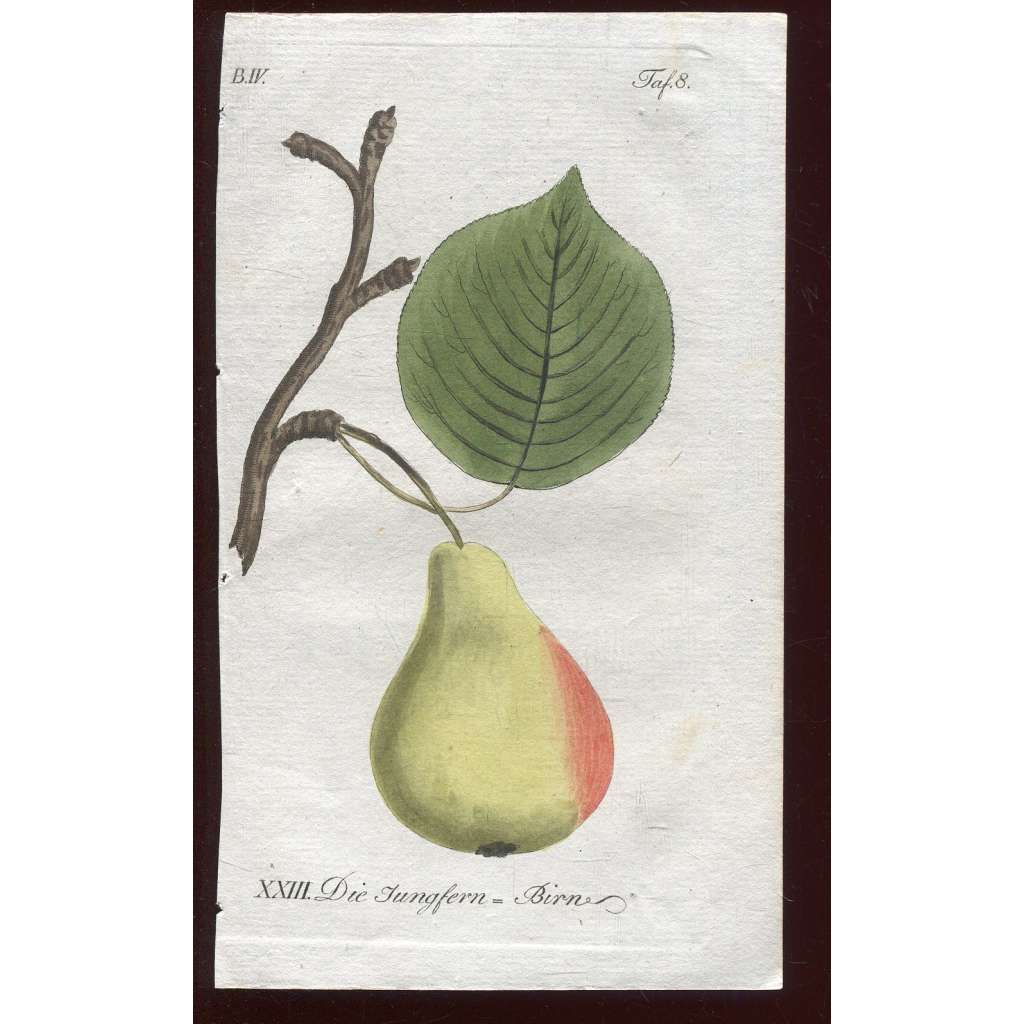 Hruška, kolorovaná rytina 1817 (Deutsche Fruchtgarten)