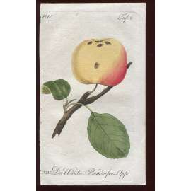 Jablko, kolorovaná rytina 1817 (Deutsche Fruchtgarten)