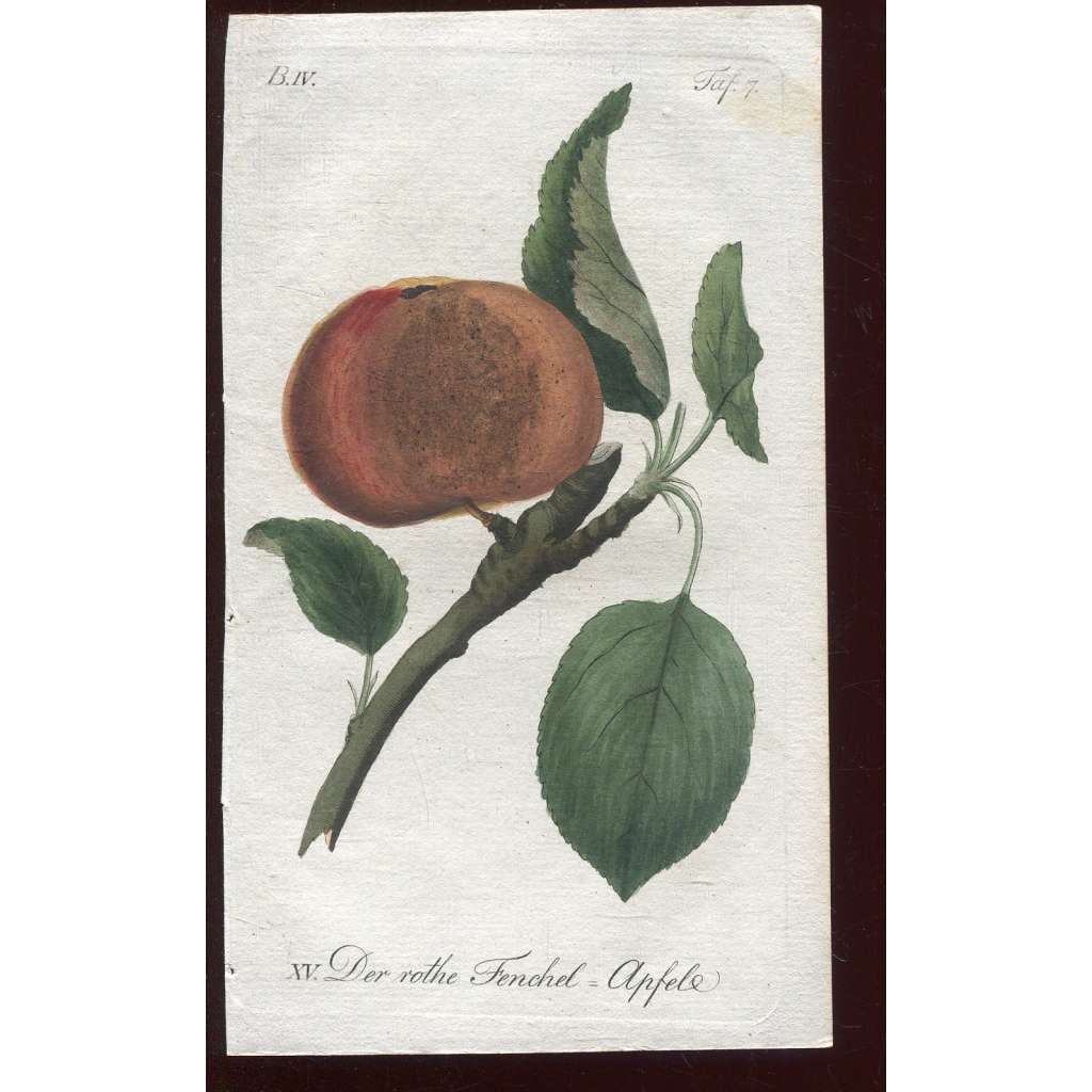 Jablko, kolorovaná rytina 1817 (Deutsche Fruchtgarten)