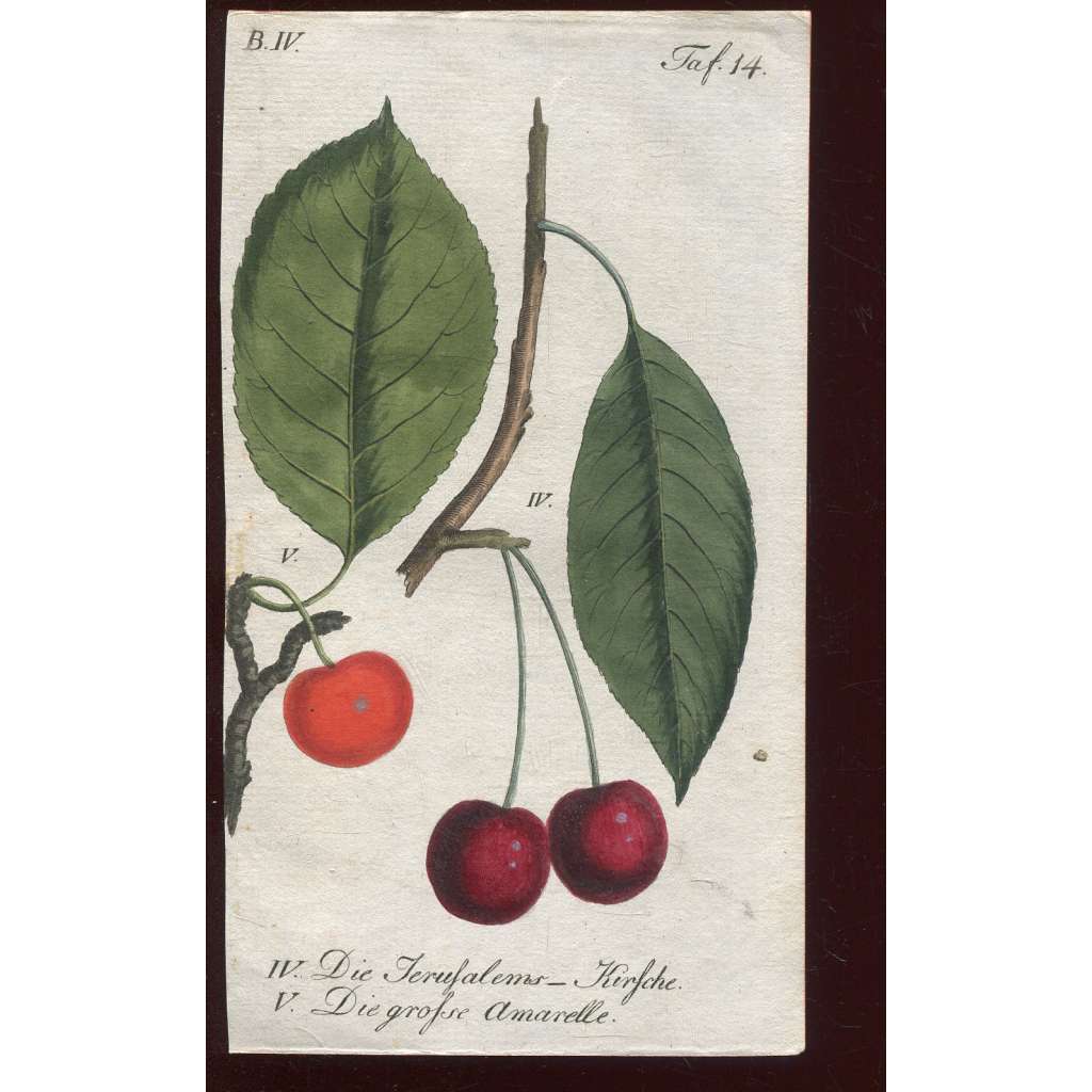 Třešeň, kolorovaná rytina 1817 (Deutsche Fruchtgarten)
