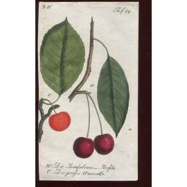 Třešeň, kolorovaná rytina 1817 (Deutsche Fruchtgarten)