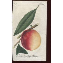 Broskev, kolorovaná rytina 1817 (Deutsche Fruchtgarten)