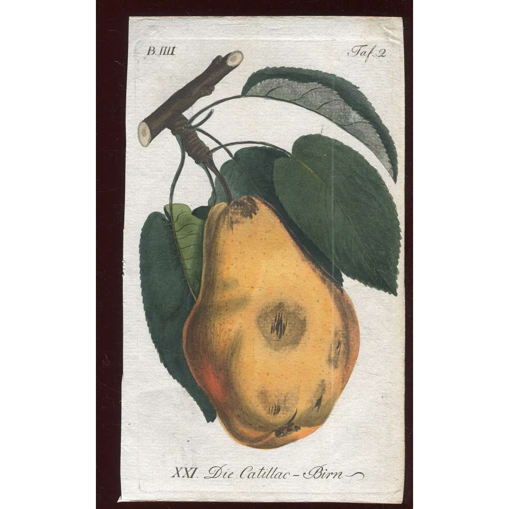 Hruška, kolorovaná rytina 1817 (Deutsche Fruchtgarten)