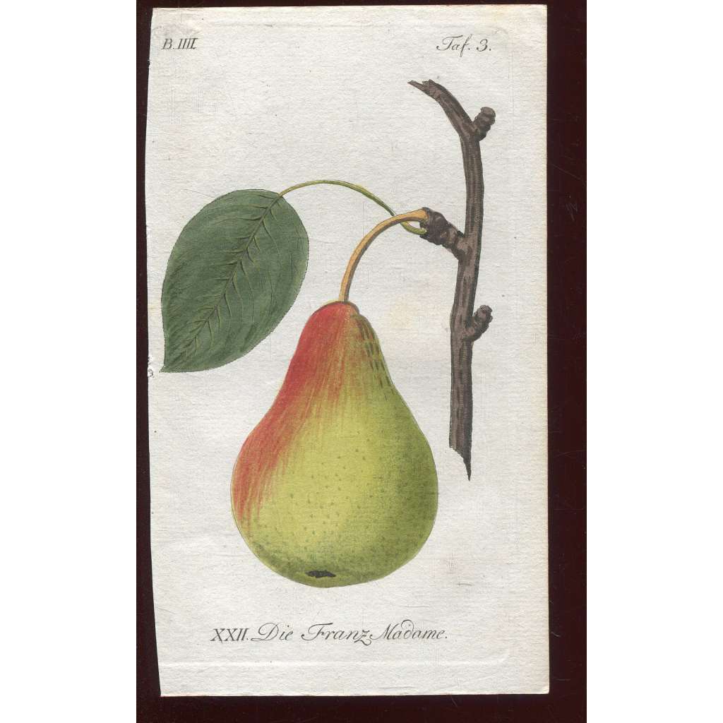 Hruška, kolorovaná rytina 1817 (Deutsche Fruchtgarten)