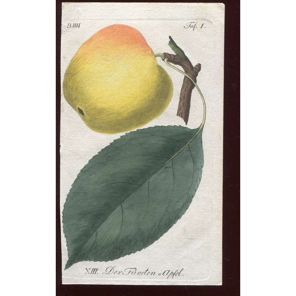 Jablko, kolorovaná rytina 1817 (Deutsche Fruchtgarten)