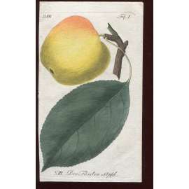 Jablko, kolorovaná rytina 1817 (Deutsche Fruchtgarten)