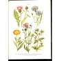 Atlas botanický (dle soustavy Linnéovy) - 66x chromolitografie