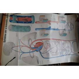 Schema cév a krevního oběhu - krevní oběh a cévy, anatomie člověka - přírodopis - školní plakát, výukový obraz