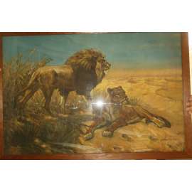 Zvířata - šelmy - lvi, lev - velký reprodukovaný obraz zasklený a s rámem