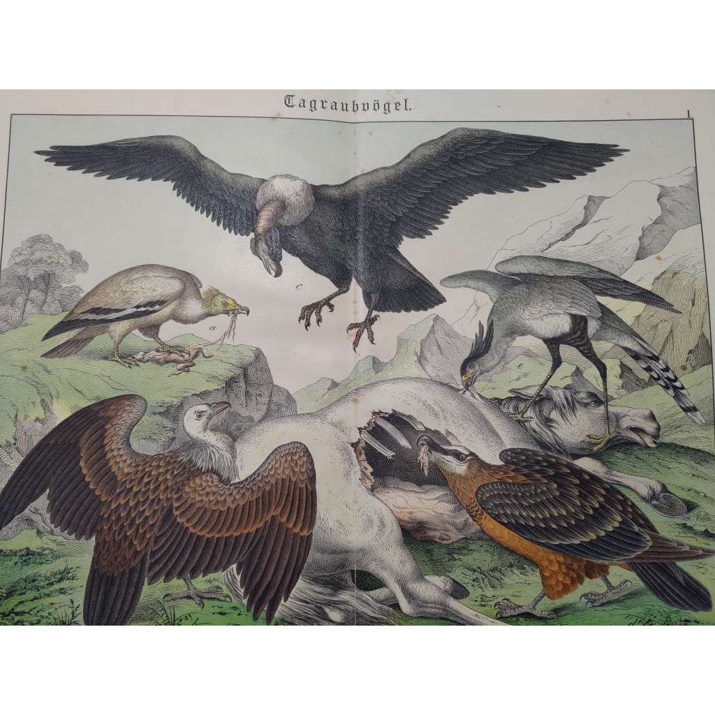 Draví ptáci - Sup mrchožravý, Sup bělohlavý, Orlosup bradatý, Kondor, Hadožrout nohatý Draví ptáci - Sup mrchožravý, Sup bělohlavý, Orlosup bradatý, Kondor, Hadožrout nohatý