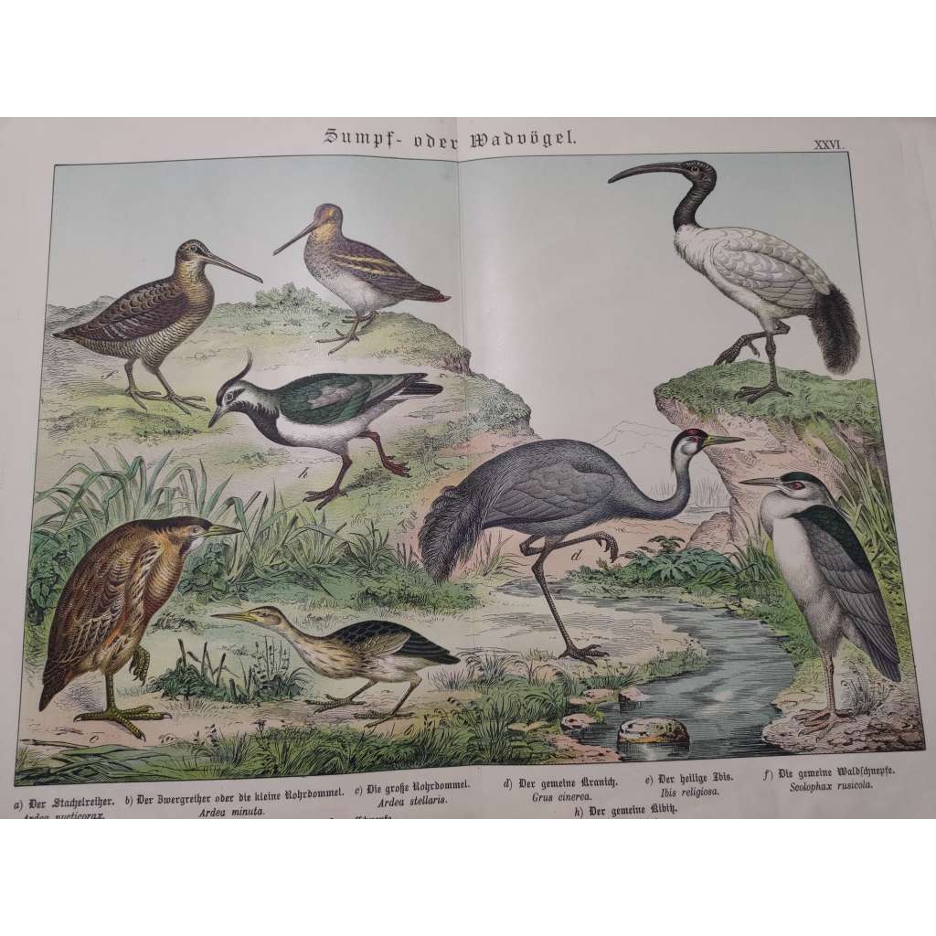 Bažinatí ptáci - Kvakoš noční, Volavka zakrslá, Bukač obecný, Jeřáb popelavý, Ibis posvátný, Čejka chocholatá, Sluka lesní