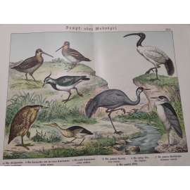 Bažinatí ptáci - Kvakoš noční, Volavka zakrslá, Bukač obecný, Jeřáb popelavý, Ibis posvátný, Čejka chocholatá, Sluka lesní