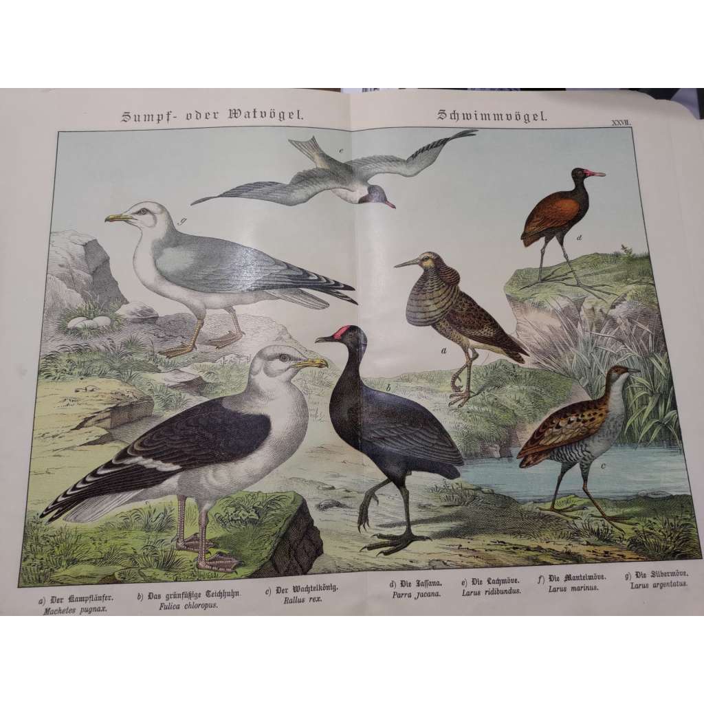 Vodní ptáci - Jespák bojovný, Slípka zelenonohá, Chřástal královský, Ostnák jihoamerický, Racek chechtavý, Racek mořský, Racek stříbřitý