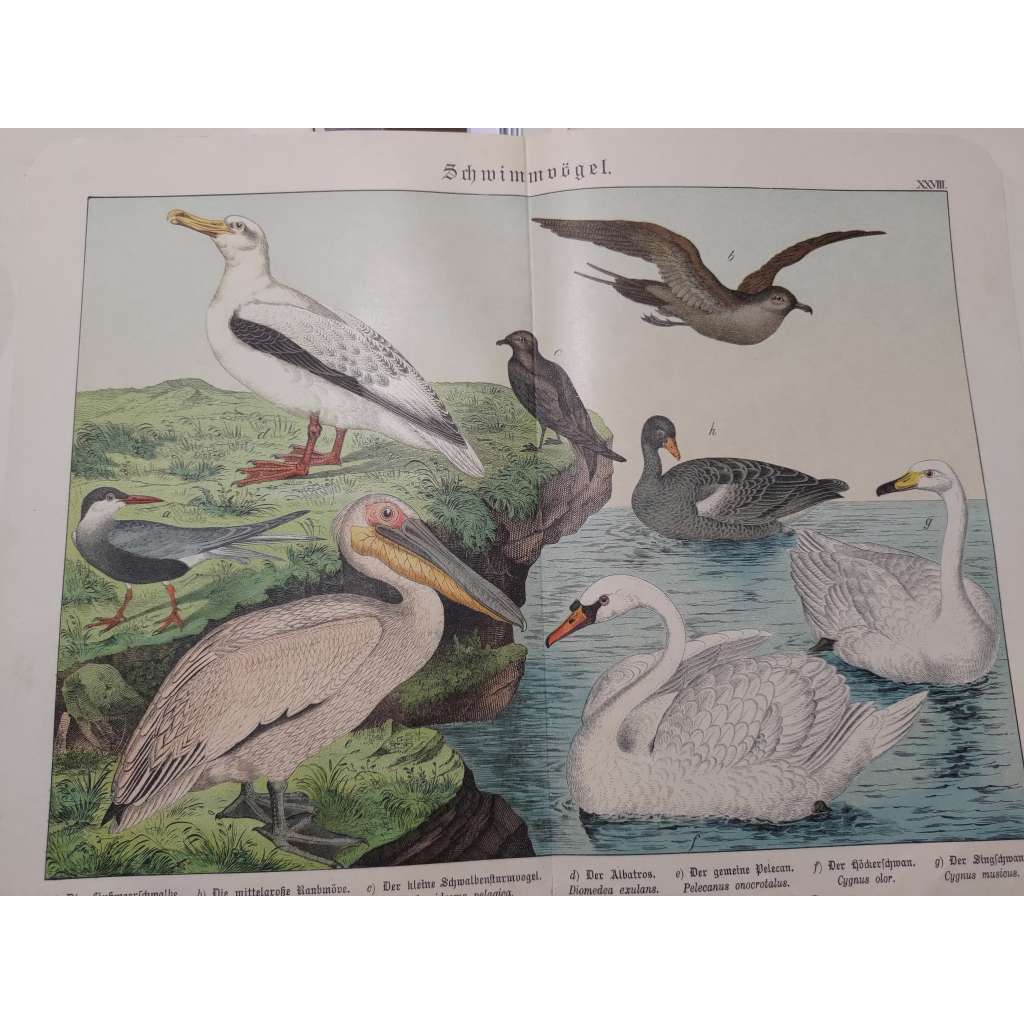 Vodní ptáci - Rybák obecný, Chaluha pomořanská, Vlaštovka malá, Albatros stěhovavý, Pelikán bilý, Labuť velká, Labuť zpěvná, Husa velká