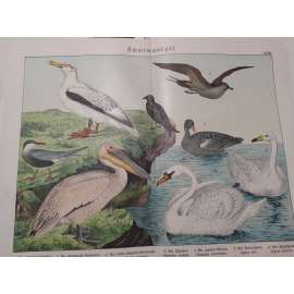 Vodní ptáci - Rybák obecný, Chaluha pomořanská, Vlaštovka malá, Albatros stěhovavý, Pelikán bilý, Labuť velká, Labuť zpěvná, Husa velká Vodní ptáci - Rybák obecný, Chaluha pomořanská, Vlaštovka malá, Albatros stěhovavý, Pelikán bilý, Labuť velká, Labuť zpěvná, Husa velká