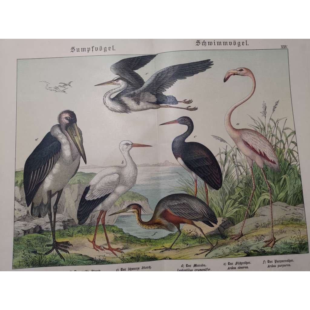 Vodní ptáci - Plameňák, Čáp bílý, Čáp černý, Marabu, Volavka popelavá, Volavka červená