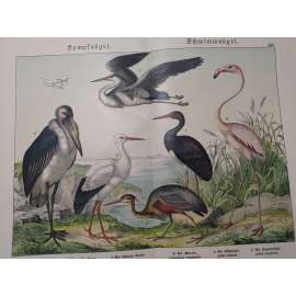 Vodní ptáci - Plameňák, Čáp bílý, Čáp černý, Marabu, Volavka popelavá, Volavka červená