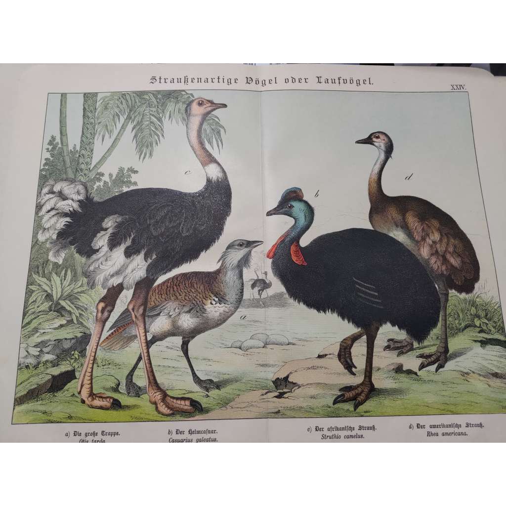 Ptáci běžci - Drop velký, Kasuár přílbový, Pštros dvouprstý, Nandu pampový