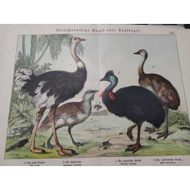 Ptáci běžci - Drop velký, Kasuár přílbový, Pštros dvouprstý, Nandu pampový