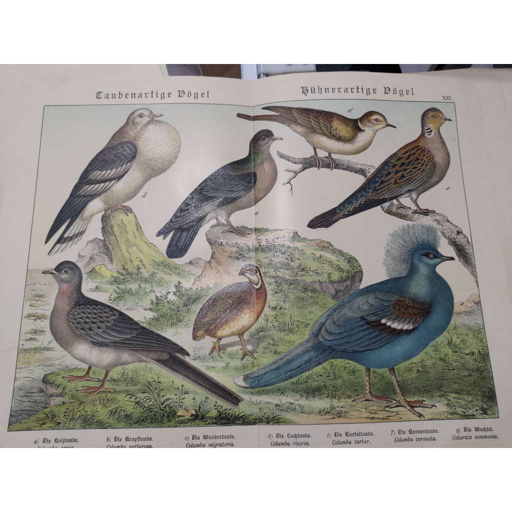 Holubovití ptáci - Holub doupňák, Holub skalní, Holub stěhovavý, Hrdlička chechtavá, Hrdlička divoká, Korunáč modrý, Křepelka polní