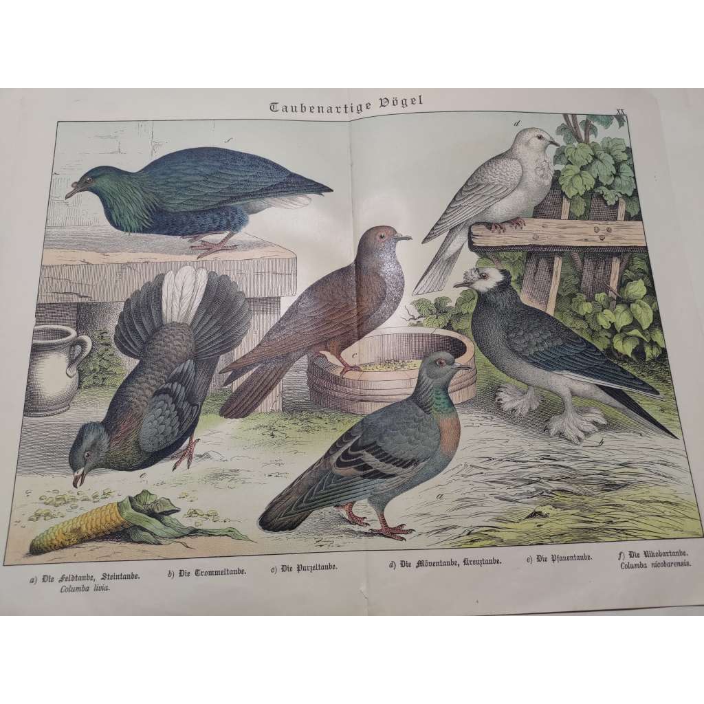 Holubovití ptáci - Holub skalní, Holub bubnový, Holub vějířovitý, Holub paví, Holub nikobarský a další