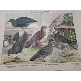 Holubovití ptáci - Holub skalní, Holub bubnový, Holub vějířovitý, Holub paví, Holub nikobarský a další Holubovití ptáci - Holub skalní, Holub bubnový, Holub vějířovitý, Holub paví, Holub nikobarský a další