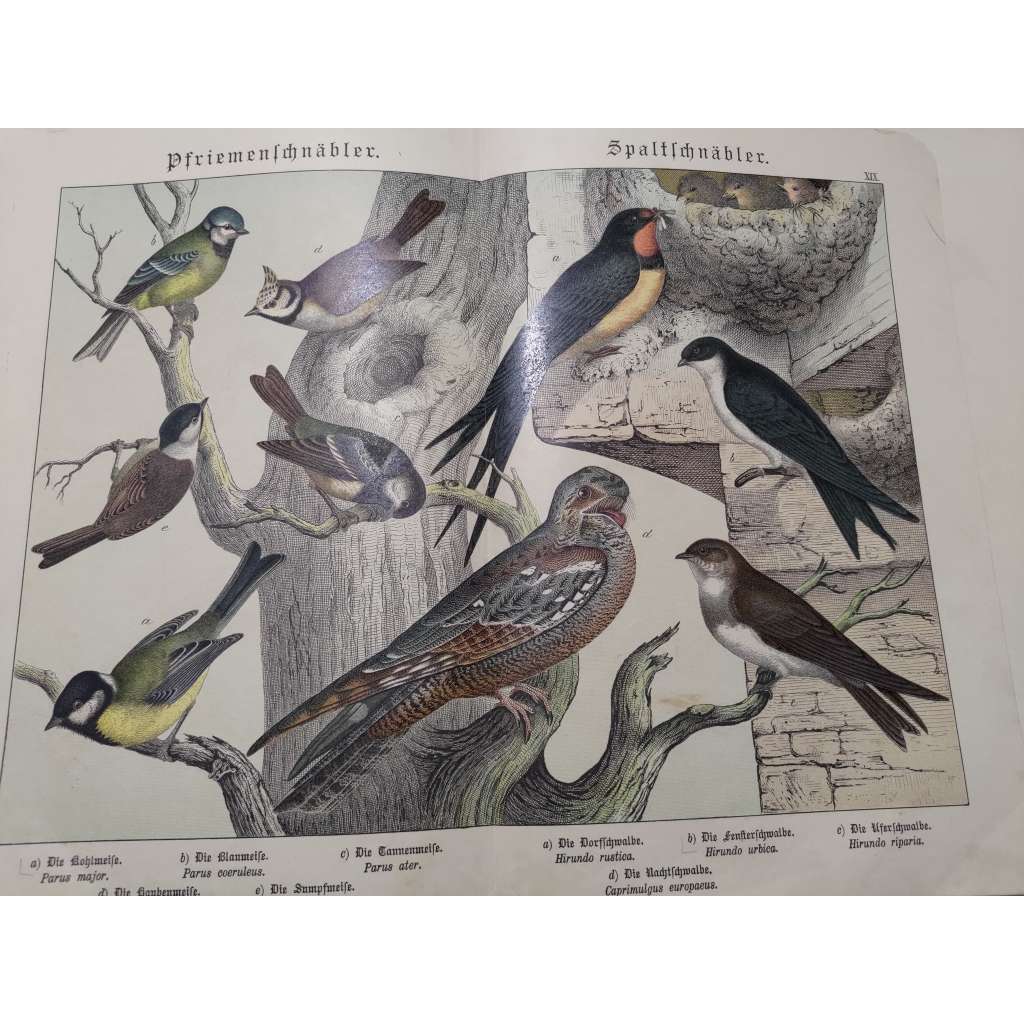 Malí ptáci - Sýkora koňadra, Sýkora modřinka, Sýkora uhelníček, Sýkora parukářka, Sýkora babka, Vlaštovka obecná, Jiřička obecná, Břehule říční, Lelek lesní