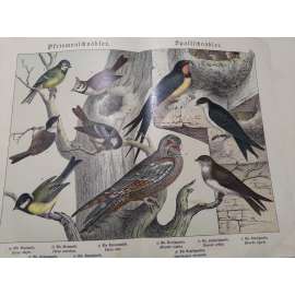 Malí ptáci - Sýkora koňadra, Sýkora modřinka, Sýkora uhelníček, Sýkora parukářka, Sýkora babka, Vlaštovka obecná, Jiřička obecná, Břehule říční, Lelek lesní Malí ptáci - Sýkora koňadra, Sýkora modřinka, Sýkora uhelníček, Sýkora parukářka, Sýkora babka, Vlaštovka obecná, Jiřička obecná, Břehule říční, Lelek lesní