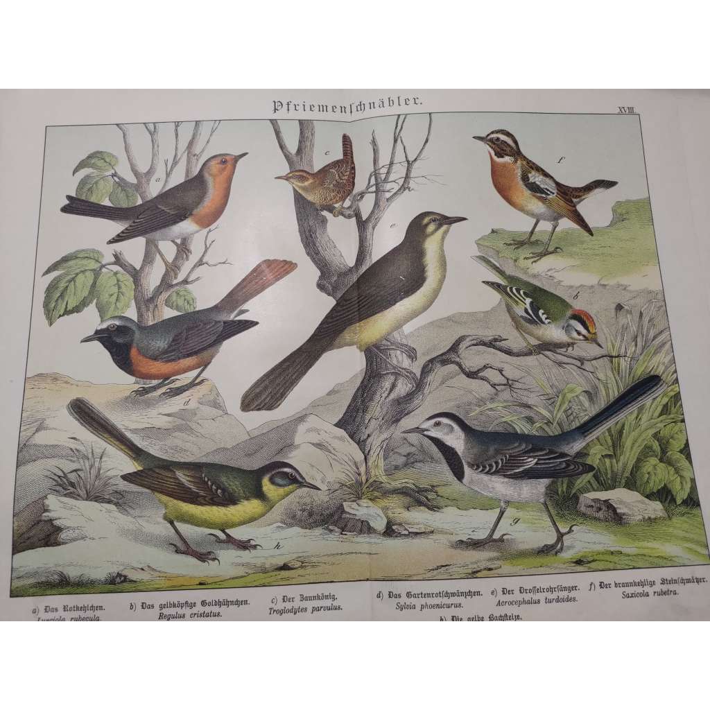 Malí ptáci - Brkoslav, Králíček obecný, Střízlík obecný, Rehek zahradní, Rákosník velký, Bramborníček hnědý, Konipas bílý, Konipas luční