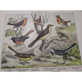 Malí ptáci - Brkoslav, Králíček obecný, Střízlík obecný, Rehek zahradní, Rákosník velký, Bramborníček hnědý, Konipas bílý, Konipas luční Malí ptáci - Brkoslav, Králíček obecný, Střízlík obecný, Rehek zahradní, Rákosník velký, Bramborníček hnědý, Konipas bílý, Konipas luční