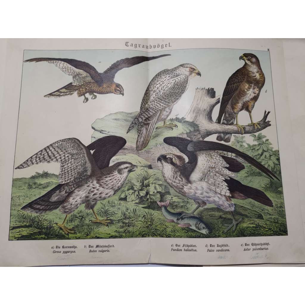 Denní dravci - Moták lužní, Káně lesní, Orlovec říční, Raroh lovecký, Jestřáb lesní