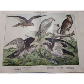 Denní dravci - Moták lužní, Káně lesní, Orlovec říční, Raroh lovecký, Jestřáb lesní