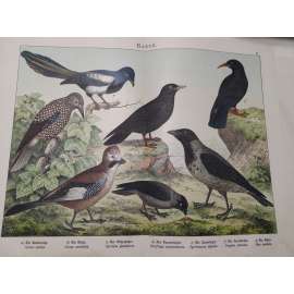 Havranovití ptáci - Vrána šedá, Kavka obecná, Sojka obecná, Ořešník kropenatý, Kavče žlutozobé, Kavče červenozobé, Straka obecná Havranovití ptáci - Vrána šedá, Kavka obecná, Sojka obecná, Ořešník kropenatý, Kavče žlutozobé, Kavče červenozobé, Straka obecná