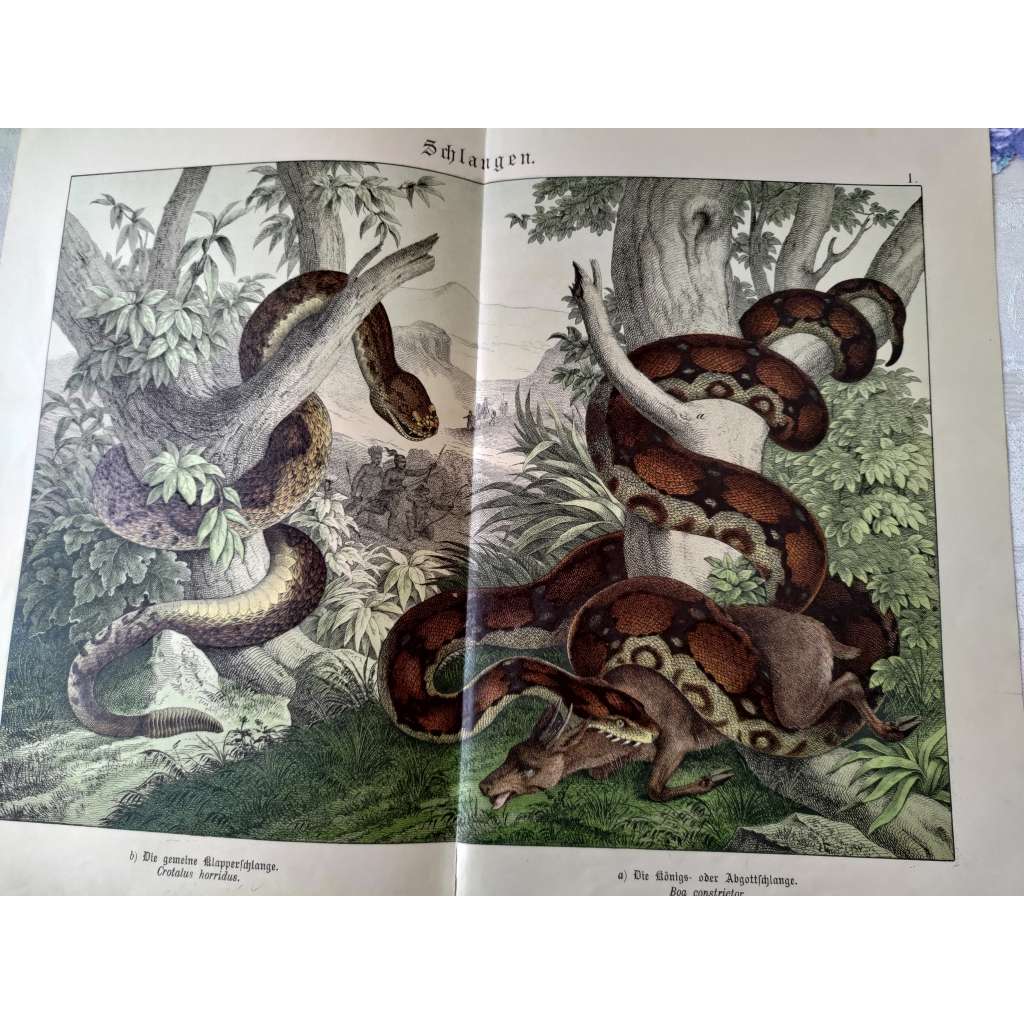 Hadi - Hroznýš královský, Chřestýš lesní