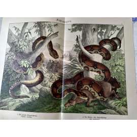 Hadi - Hroznýš královský, Chřestýš lesní