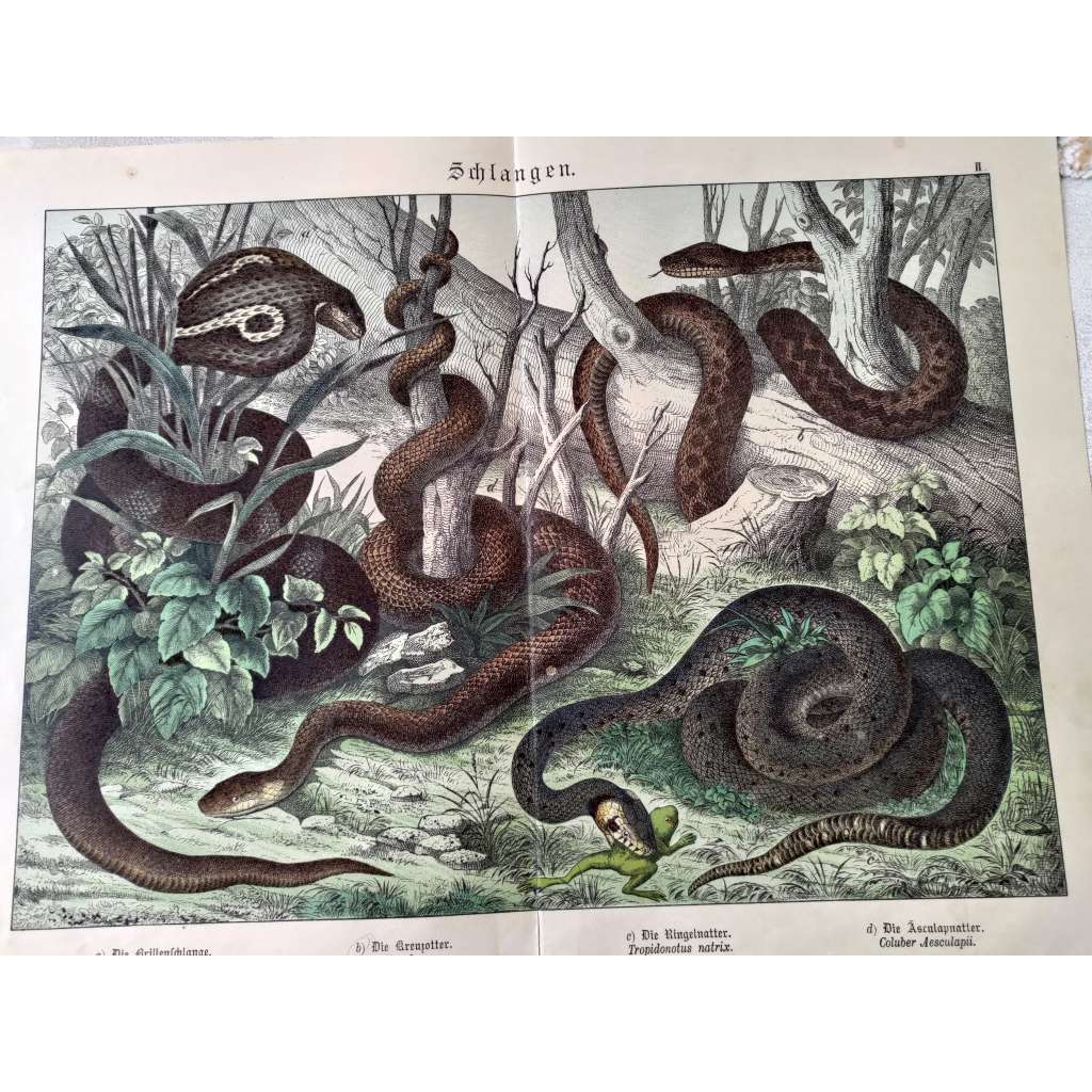 Hadi - Zmije obecná, Kobra indická, Užovka obojková, Užovka stromová